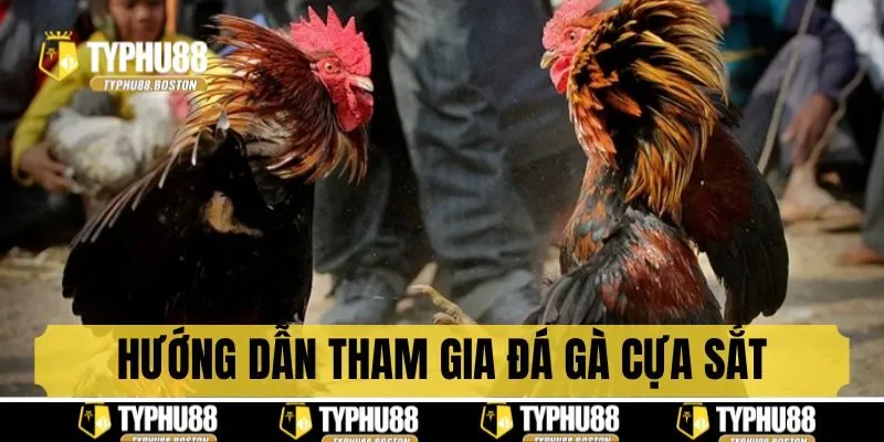 Hướng dẫn tham gia đá gà cựa sắt trực tuyến