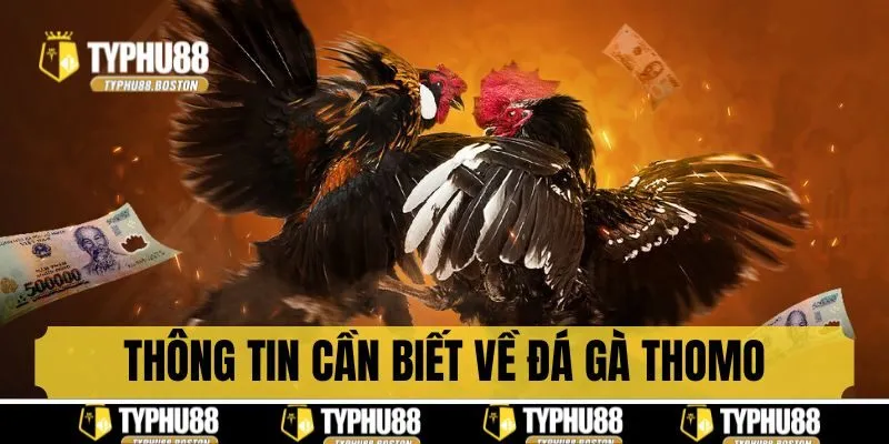 Thông tin cần nắm rõ về đá gà Thomo