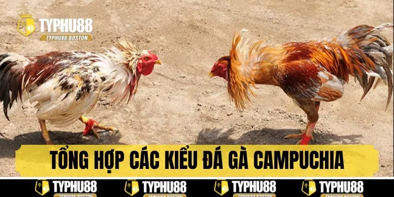 Tổng hợp các hình thức đá gà Campuchia phổ biến