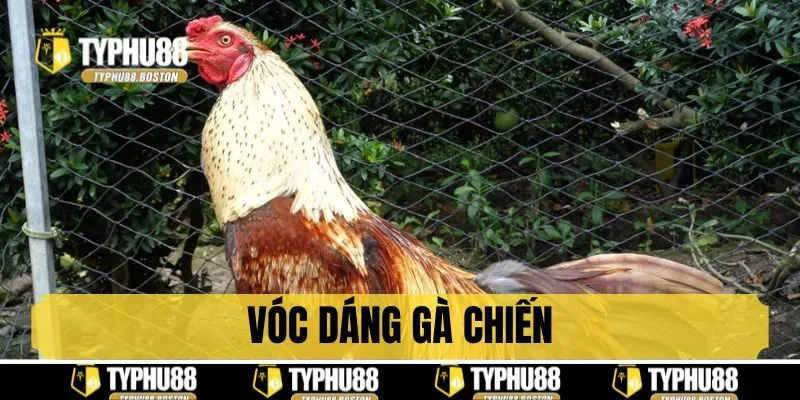 Kỹ năng thi đấu